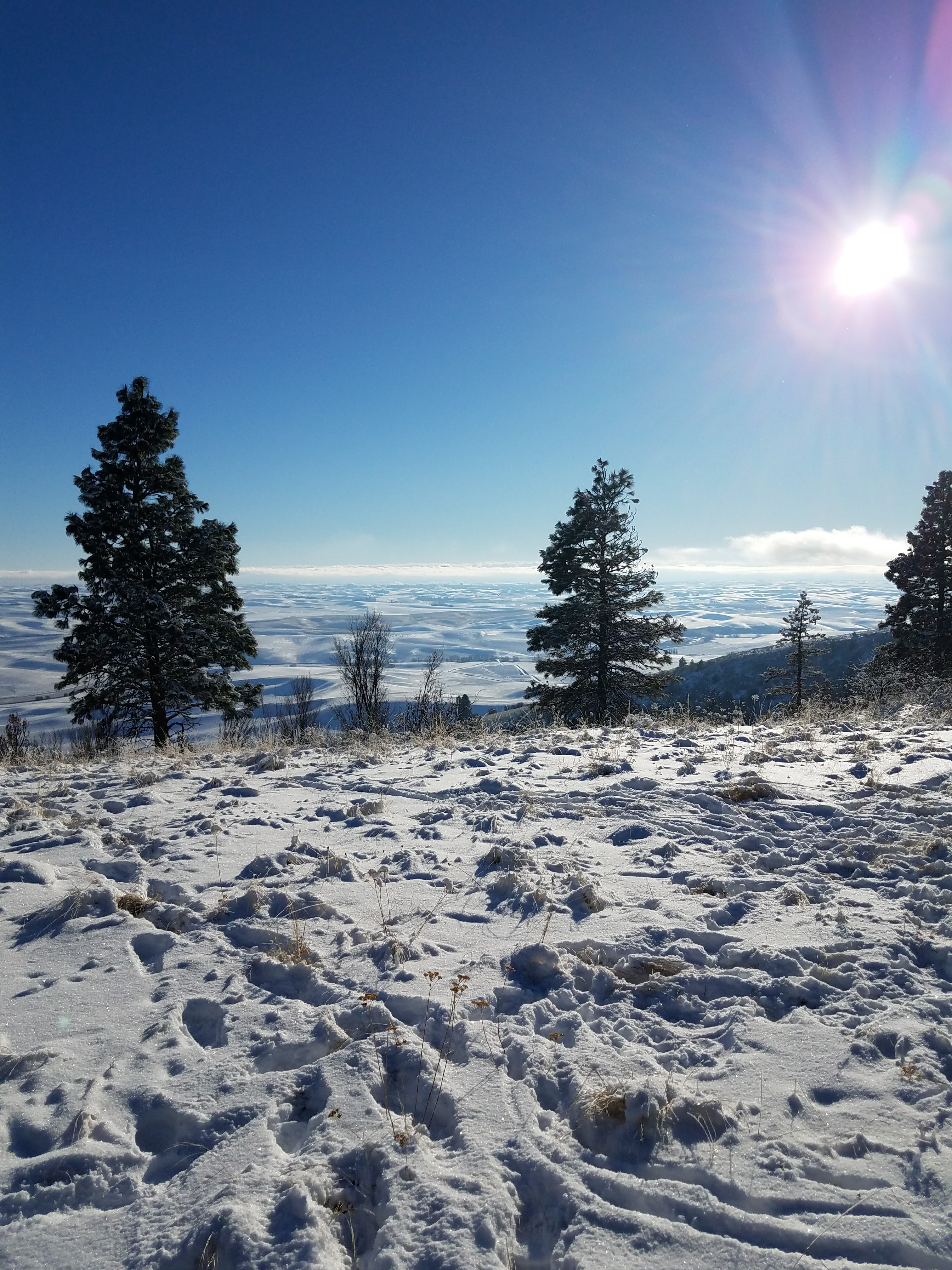 A snowy winter landscape in Palouse, WA.