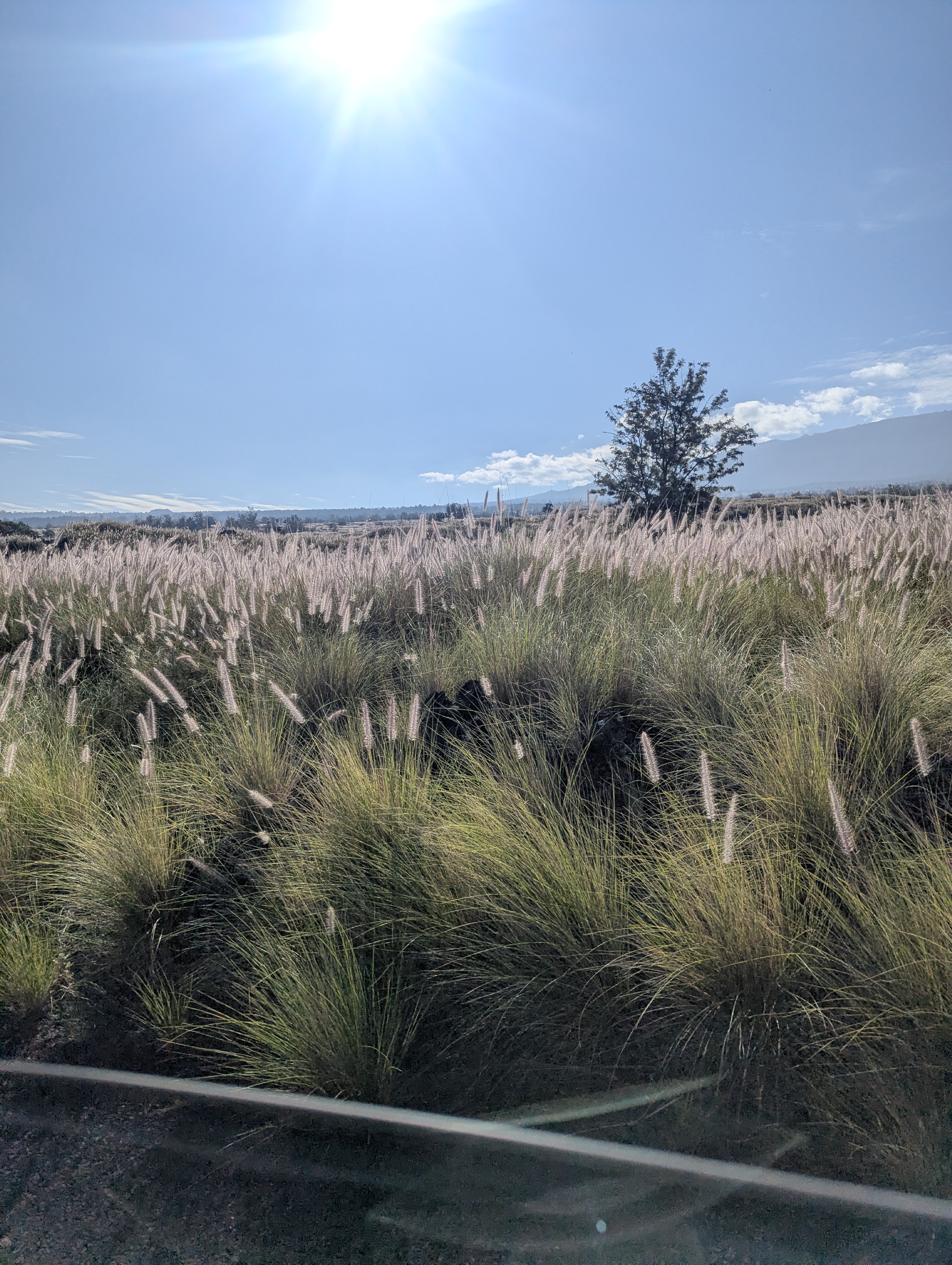 Wild wheat field in Kaloko, Hawaii.